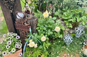 旋律の先祖帰り♪と、雨の合間の薬剤散布♪ - 薪割りマコのバラの庭