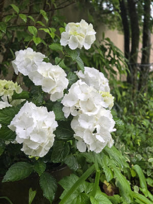 6/23　このアジサイは・・ - 「あなたに似た花。」