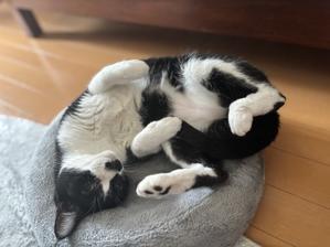 可愛いを知ってる猫 - ちいさなチカラ