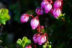 花の100名山の富良野岳へ、2025.6.24ー速報版ー - デジカメ持って野に山に