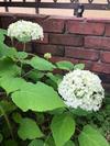アンティーク　日々の暮らしを楽しむ - 紫陽花とお茶時間