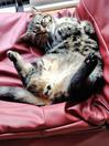 toycar's Blog - 時には猫の話を その127
