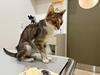 「両手のない猫」チビタと愉快な仲間たち - 心配なチロ