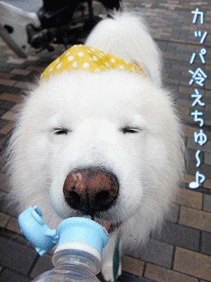 サモエド クローカのお気楽日記
