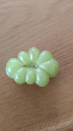 ぶどうの摘粒中ですが…変わった粒が… - ぜんちゃんのぶどう畑へようこそ - 宮城県大崎市古川のぶどう園です。