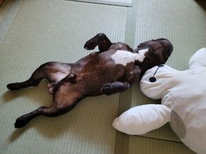 おうちがいちばん - 平日、会社を休んだら