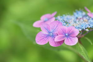 美人さん見っけ - 陽だまりcafe