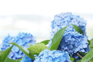 ハイキー＆ローキー - 陽だまりcafe