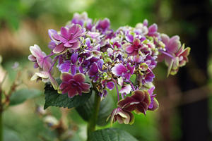 横浜イングリッシュガーデン　紫陽花　３ - 生きる。撮る。