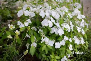 珍道中。 - MIRU'S PHOTO