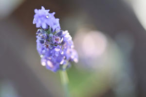 2013年7月の想い出Ⅰ・雫 - バリ島大好き