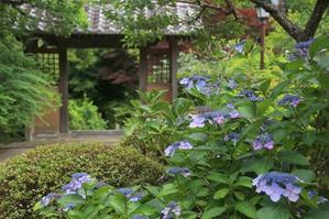 鎌倉　海蔵寺　あじさいと初夏の花 - 暮らしを紡ぐ2