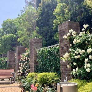 ꧁ 美の象徴、薔薇に包まれる幸せ時間。 - 京都 LA POMME ◆ シンプルビューティー