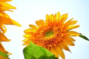 今日の誕生花はひまわり^^　　大谷投手ﾊﾞｰｽﾃﾞｨ登板♪ - 前を向いて「ひまわり」