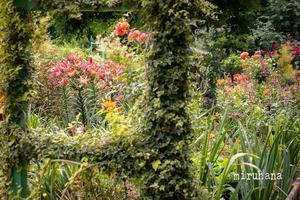 帰路。 - MIRU'S PHOTO