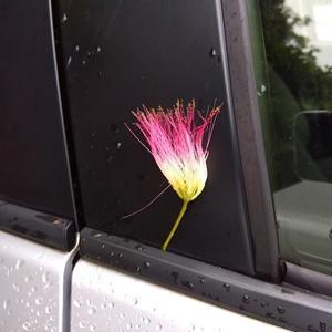 ネムノキ - わがまま風景