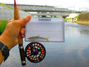 7月に入り水温が高くなったので - 二子玉川 で ＦＦ  (Fly Fishing)