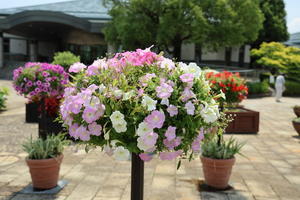 猛烈な暑さがやってきました！～京都38℃ - 季節の音色