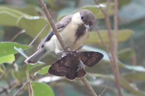 ★7月13日まで！シジュウカラの社会(筑波実験植物園にて)展示開催中 - 葛西臨海公園・鳥類園Ⅱ