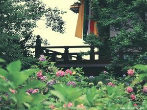 2028. 満足度 ＊智積院／紫陽花④＊ - Une cachette 103