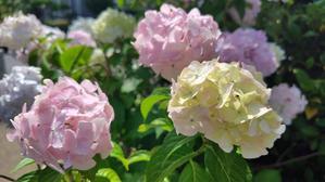 気が付けば梅雨明け　la saison des pluies est déjà finie - ときどき日誌 sur NetVillage