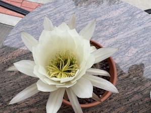 急に忙しくなった - 夢と現実の狭間