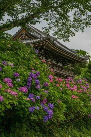 丹州観音寺～紫陽花 - 山紫水明