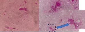 犬と猫に由来する、紡錘形の細菌 菌名の接頭辞と接尾辞 - Sakai-infections
