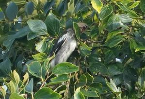 ★先週末の鳥類園（2025.7.5～6） - 葛西臨海公園・鳥類園Ⅱ
