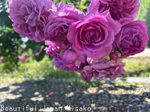 七夕雨でしたね・・・でもきっと空の上ではっ💕･ﾟ☆､･：`☆･･ﾟ･ﾟ☆ - Beautiful Japan 絵空事