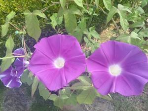 ほろ酔ゐ「聖蹟桜ヶ丘」日記
