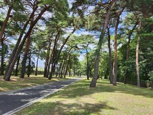 近所の避暑地:赤松林 - 土佐婚倶楽部