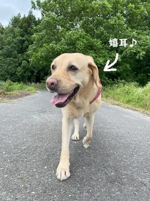 寒いくらいの夏の日。 - りんご村