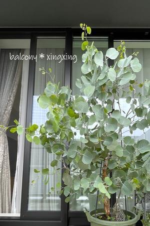 剪定ハサミ「垢すり」いたす！ - balcony＊xingxing＊