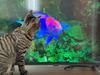 「両手のない猫」チビタと愉快な仲間たち - もうすぐデスバレー