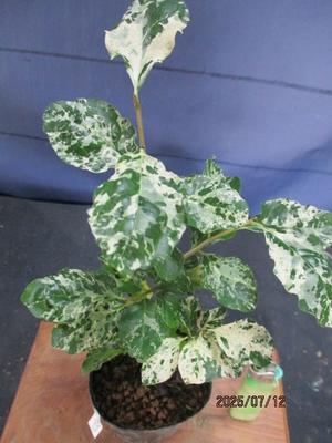 斑入り植物 - 桐生さんのローヤ柿・老鴉柿・老爺柿・ロウヤガキ・銘品紹介