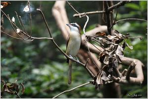アカモズ　若鳥は♀だった（動画） - 野鳥の素顔　＜野鳥と日々の出来事＞