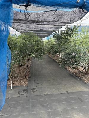 先天性白内障で生まれたmaiの気まぐれ社会人日記
