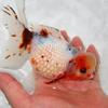 フルタニ金魚倶楽部blog - 次回の店頭販売日は
