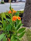 きままなスローライフ - カンナの花　お家ランチ