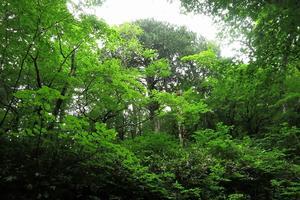 沢登りとイワナの燻製