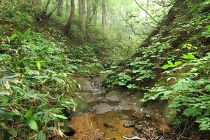 沢登りとイワナの燻製
