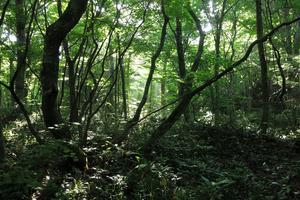 沢登りとイワナの燻製