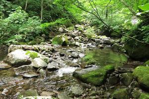 沢登りとイワナの燻製