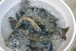 沢登りとイワナの燻製