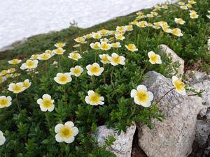 7月上旬の室堂周辺