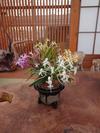 蘭万園日記 - 2025 春蘭新子