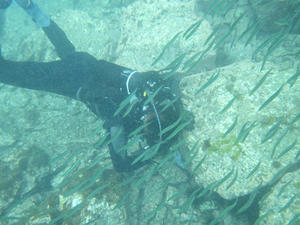 熊野灘で初のプチダイビング＆小魚の群れに囲まれる～　【三重県】7/11.12 - 静かなお山の森歩き～♪Ⅱ