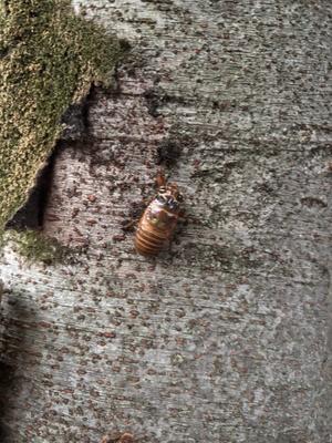 儚いので早めに救助 - Ohードキッ！くす