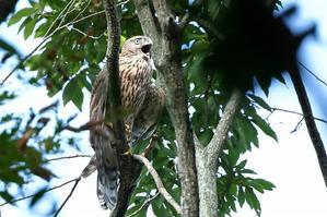 都内の公園で育つオオタカのヒナ３羽は食欲旺盛 - 旅プラスの日記